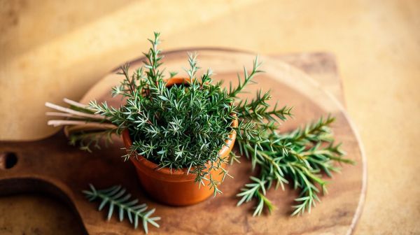 Top méthodes pour profiter des herbes sauvages en cuisine